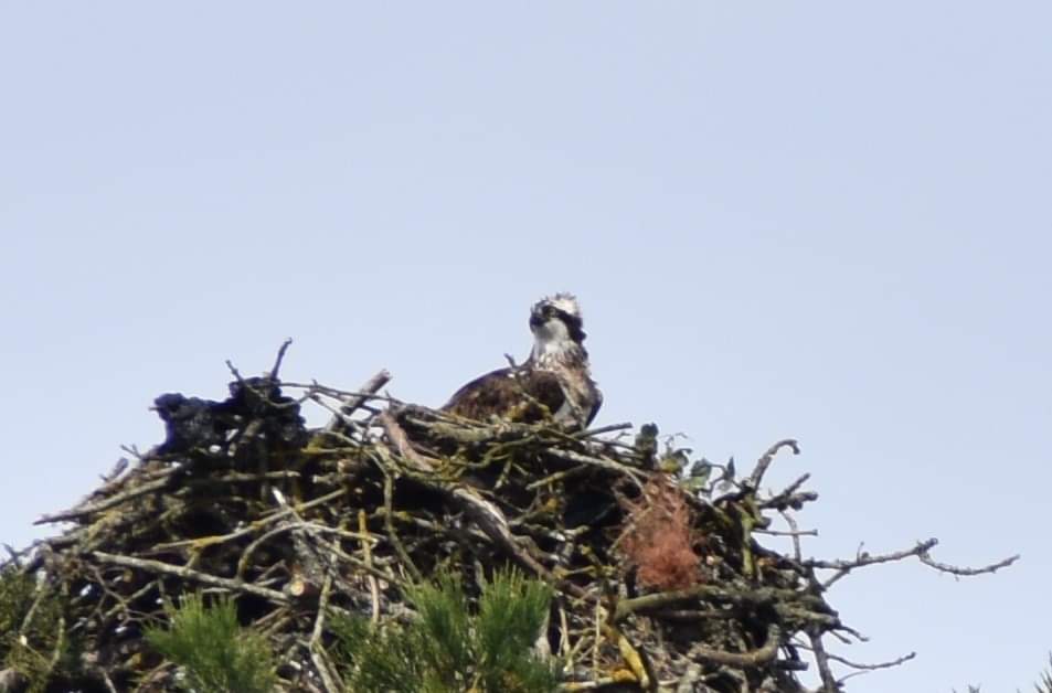 Graham Guest tweet media