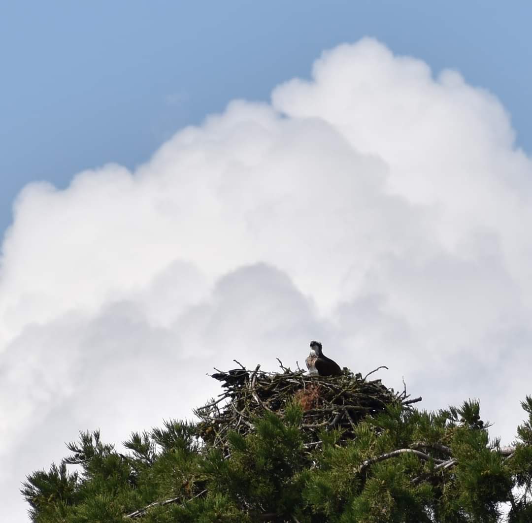 Graham Guest tweet media