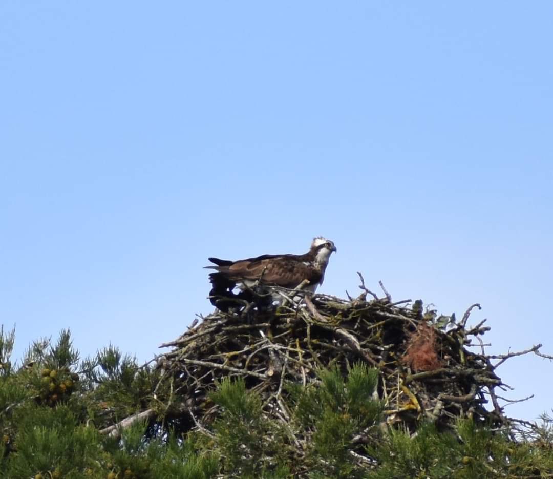 Graham Guest tweet media