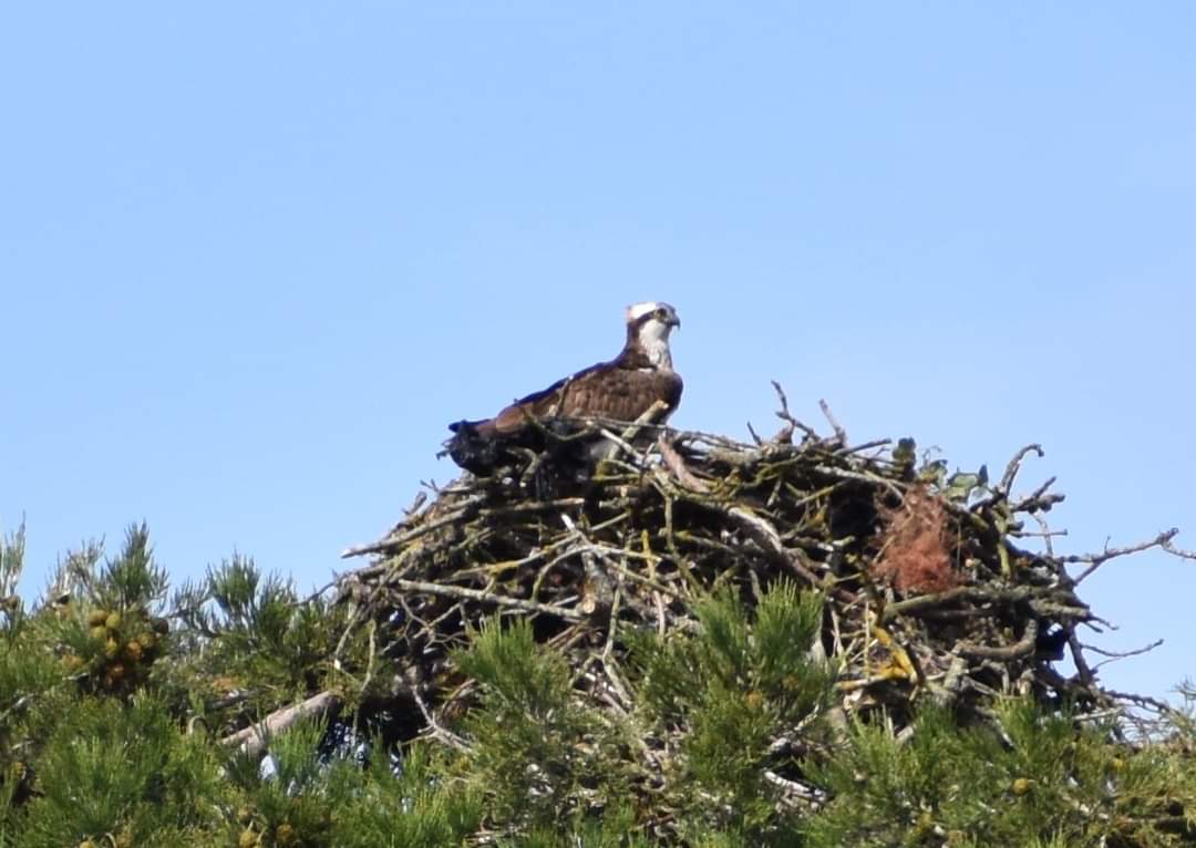 Graham Guest tweet media