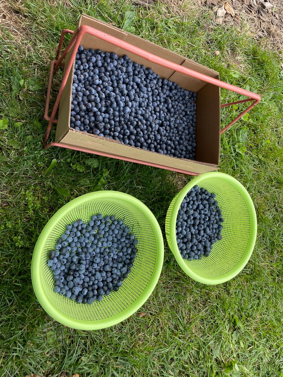 MNStephanie's tweet photo. We followed @RickNelsonMN ‘s advice to check out Rush River Produce in Maiden Rock for berry picking. Great place! https://t.co/mLOr1sT0bj