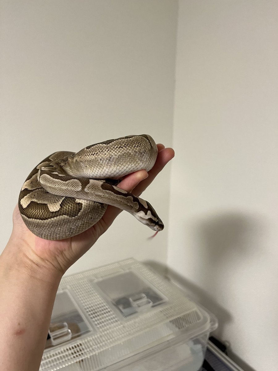 慈運(ジウン) (@airheady1) on Twitter photo 