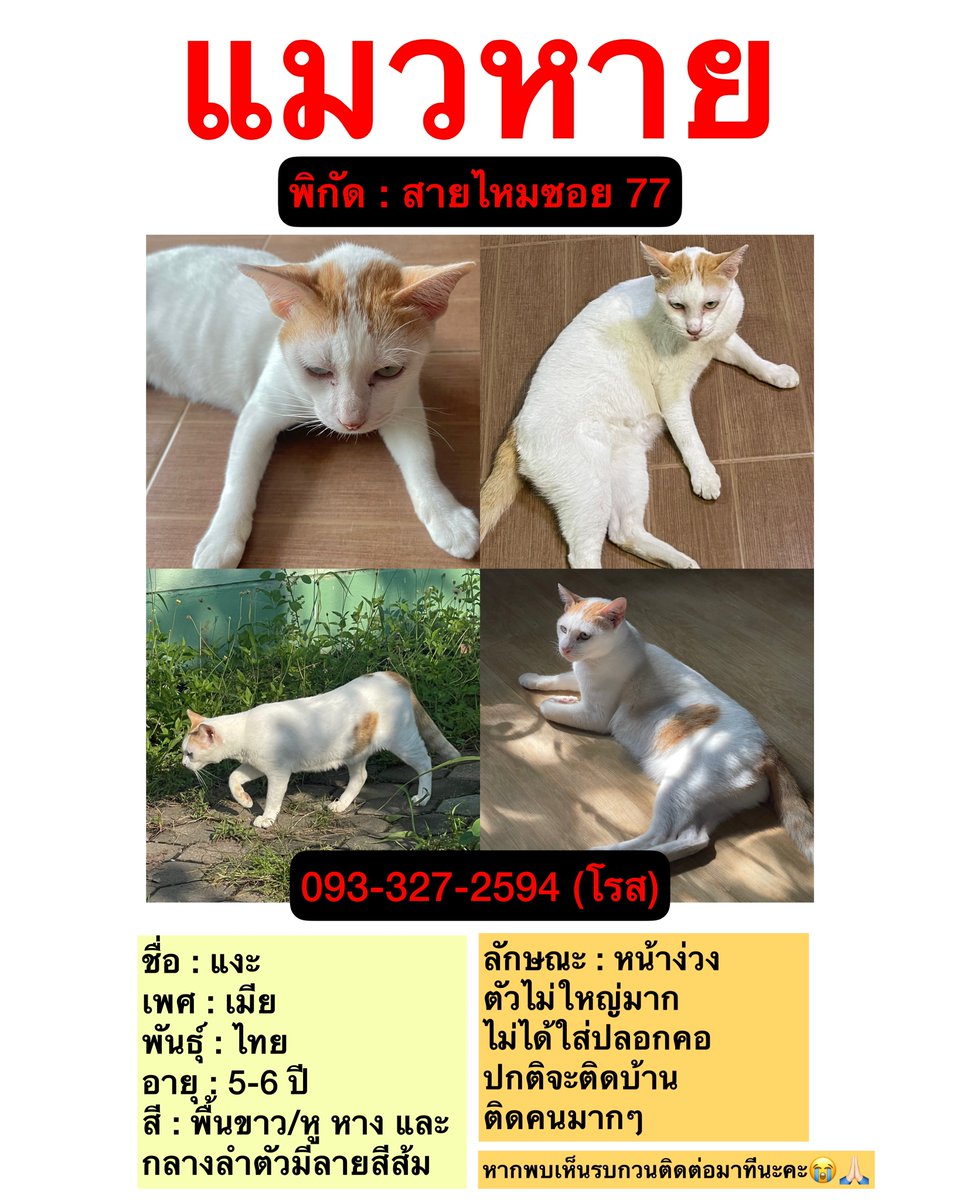 alrorarose's tweet photo. รบกวนทีนะคะㅠㅠ ตามหาแมวค่ะ พิกัดสายไหมซอย 77 หายไปเมื่อวันที่ 22 กค ช่วงเวลาประมาณ 5 ทุ่ม น้องชื่อ แงะ เพศเมีย ตัวสีขาวลายสีส้ม ไม่ได้ใส่ปลอกคอ ปกติจะติดคนมากๆค่ะ หากพบเจอรบกวนติดต่อมาทีนะคะ ขอบคุณมากๆค่ะ😭🙏🏻 #ตามหาแมว #แมวหลง #แมวหาย #สายไหม @js100radio https://t.co/JBdOgrhW1P