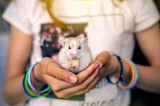 El hámster como mascota : amorporlosanimales.net/2023/07/el-ham…
#hamster #mascota #mascotas