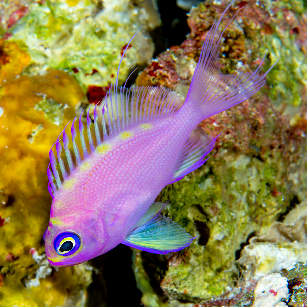 Today's #Barbie fish is another Anthiadinae (lots of pink fish in this subfamily), but this one is special. It's a yet to be described species of Odontanthias from #mesophotic central Pacific reefs. I photographed this one in Micronesia at about 140m depth. #ichthyology