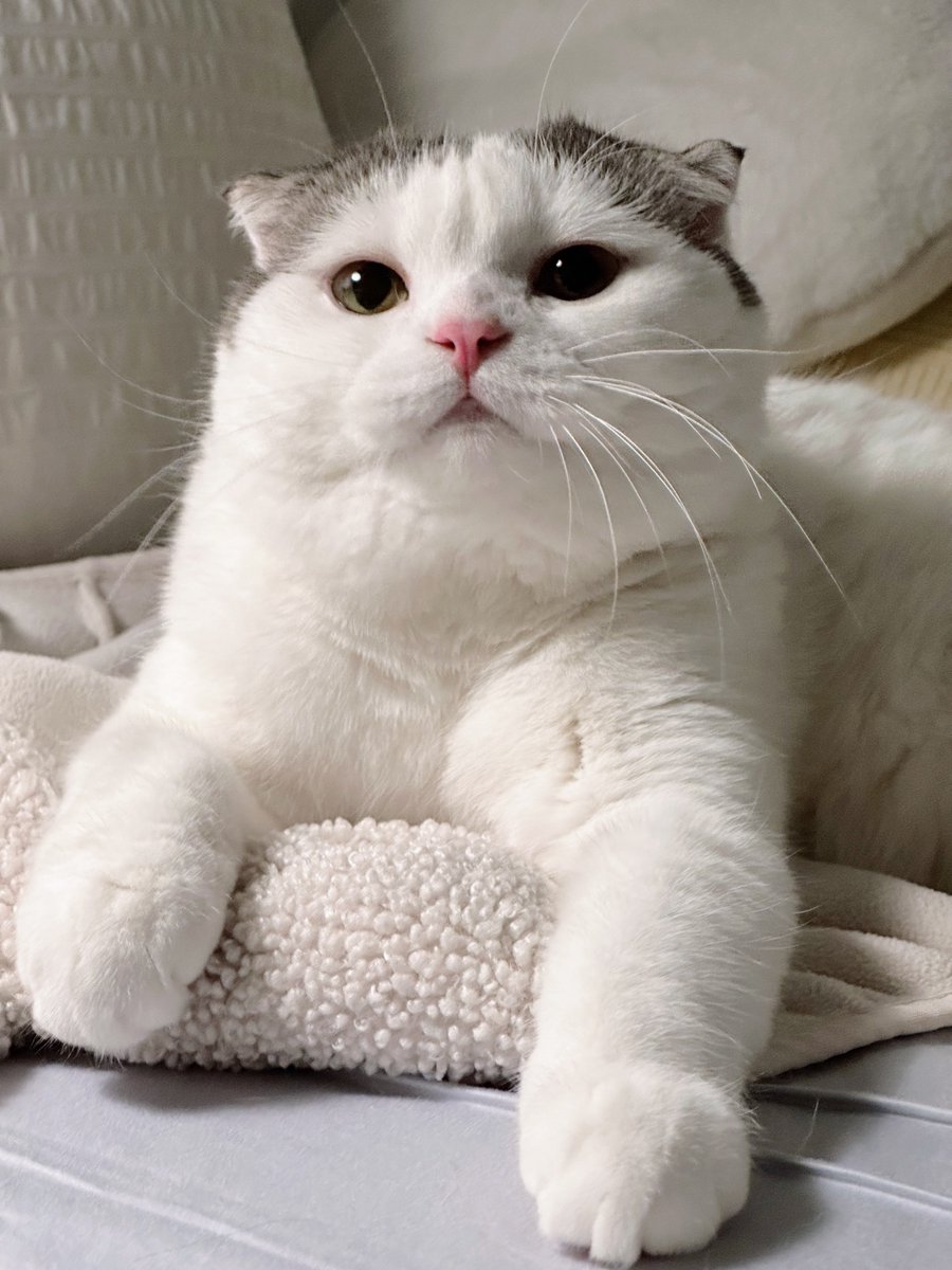 jiewliewnjiggo's tweet image. ผงฟู 2 ช้อน น้ำยาปรับผ้านุ่ม 3 ฝา 🥣