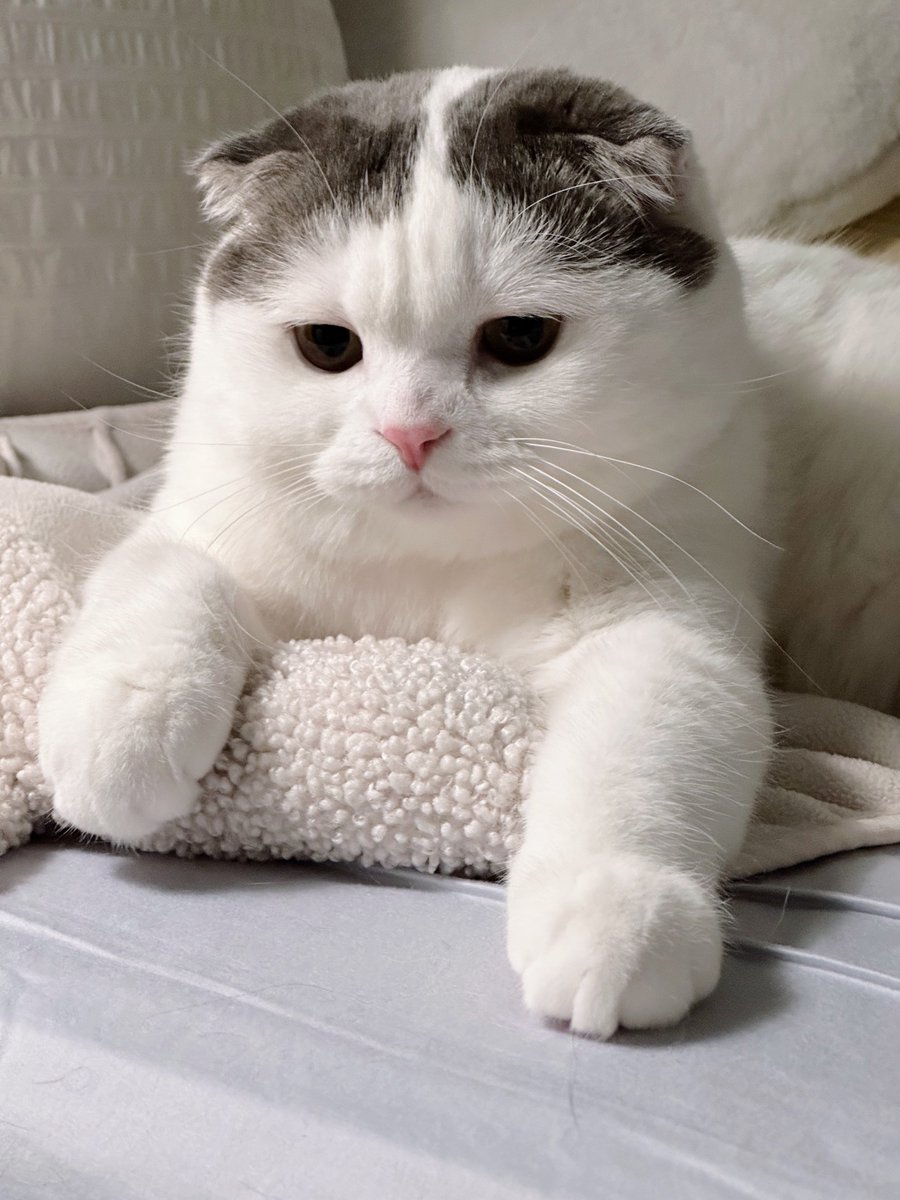 jiewliewnjiggo's tweet image. ผงฟู 2 ช้อน น้ำยาปรับผ้านุ่ม 3 ฝา 🥣