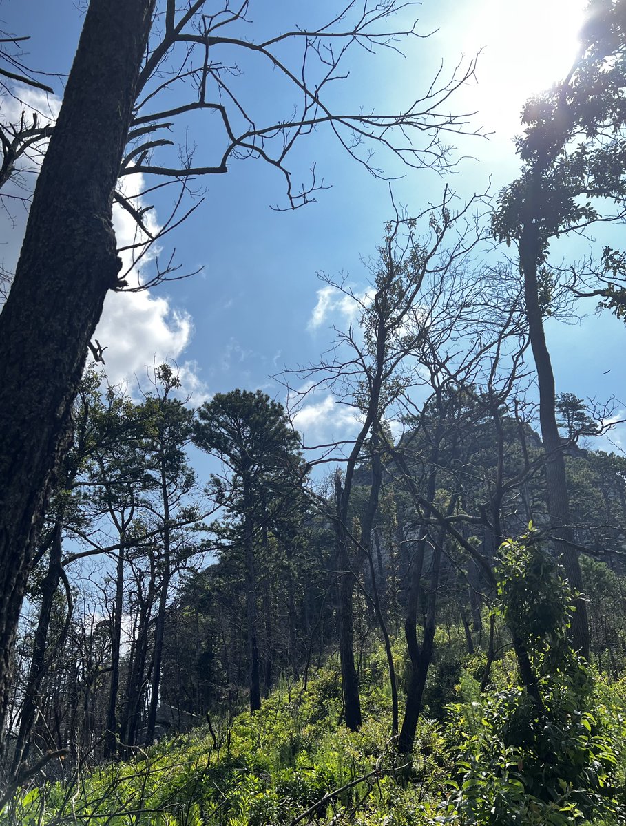 Morning hike… 🧵#PilotMountainNC #PilotMountain #livinganywhere #travel #roadtrip #luxurytravel 
#travelphotography #SundayMorning #Trails
