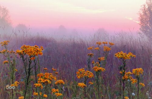 artindetails's tweet photo. misty morning https://t.co/FtnaEtSMx7