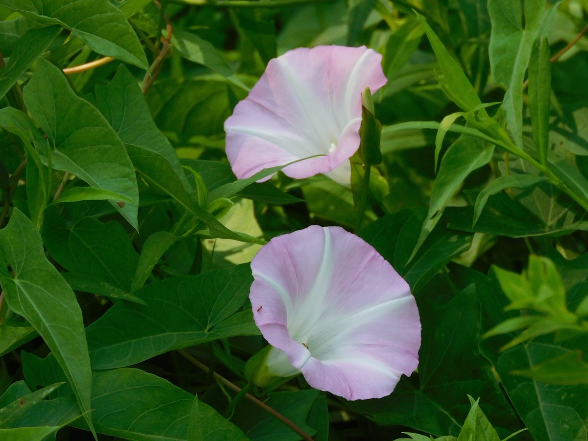 geoffwisner's tweet photo. Double morning glories. https://t.co/VGGFUfQpgQ