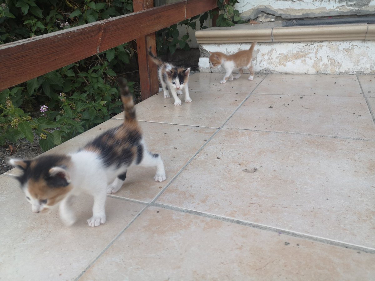 Ηρτα στη γιαγιά τζαι έδειξε μου περήφανη τα γατάκια που της έκαμε η καττα της. Ηβρα την μάνα τους πεθαμενη. Εν 5 γαλανοματικα. Μόνα τους εννα πεθάνουν.. Κάμε τε μας ένα ριτουι να δούμε τι εννα καμουμε.