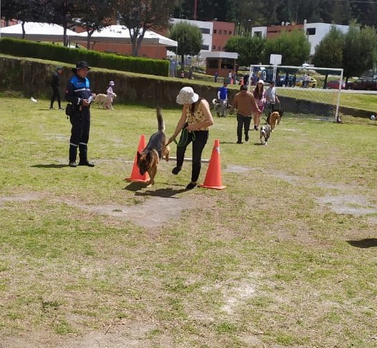agentesdequito's tweet photo. 🐕‍🦺#QuitoResponsable| Los primeros resultados del Curso de Adiestramiento Básico Canino 🐕 ya se pueden observar, en el segundo día de entrenamiento los canes han desarrollado algunas destrezas.

#SomosAgentesDeQuito 👮 siempre junto a la comunidad. https://t.co/xLfZ70MkDm