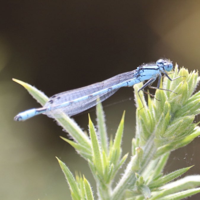 Female Vagrant Darter Dragonfly, a Damselfly and a Grayling Butterfly. Not bad for a windy walk around Silverlake, Dorset.