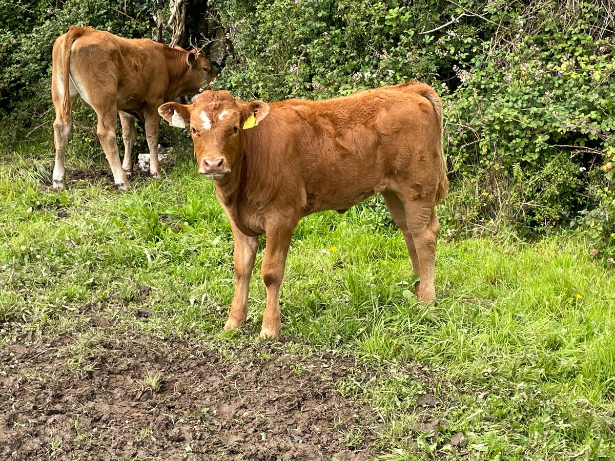oneille123's tweet photo. A selection of this years calves from mereside godolphin stock bull. https://t.co/sfth2yieoy