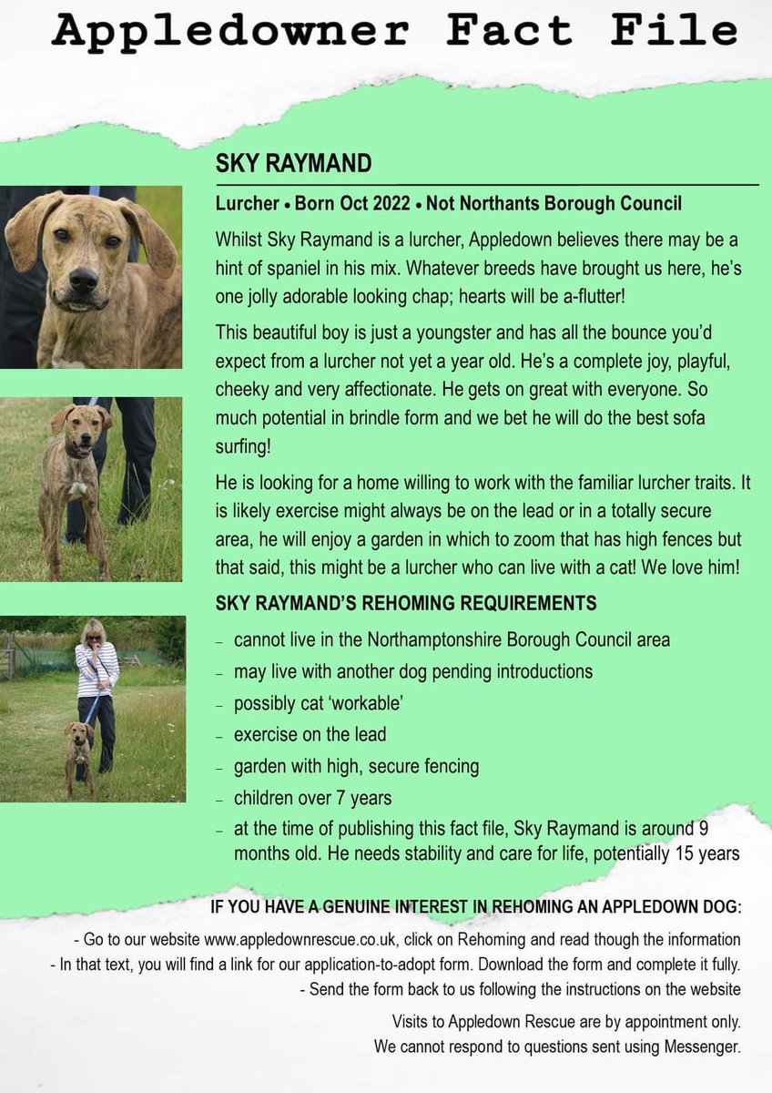 Mamma Mia, how adorable is Sky Raymand (you need to know your fluffy films!). He is looking for his forever home.
If you are genuinely interested in adopting an Appledown dog, you will need to complete an application form. Find it here: appledownrescue.co.uk/rehoming.html

#rescuedogs