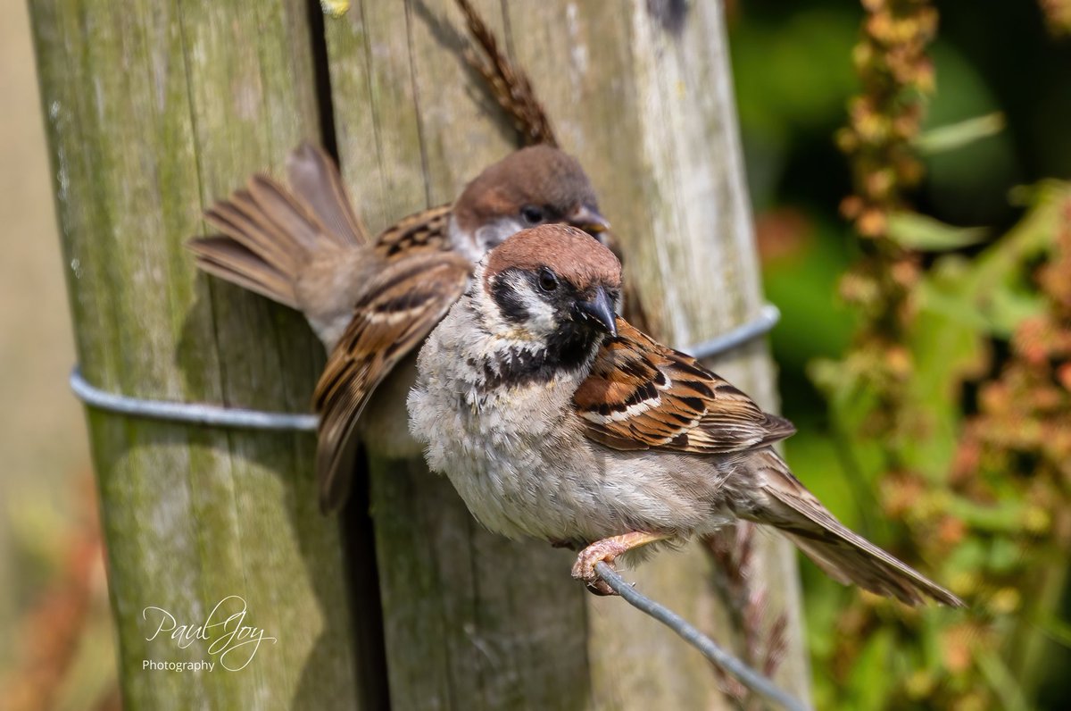 paul_joy46's tweet photo. A fantastic trip to @Bempton_Cliffs and got to see Tree Sparrows for the first time. 
@wildlifeoculus 
@nicnacnoopixs 
@Natures_Voice https://t.co/VoaL3QFfYS