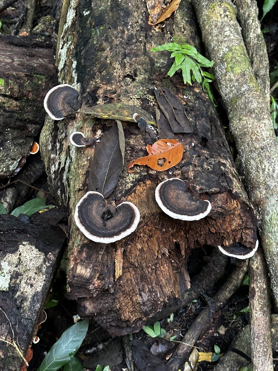 duribeb's tweet image. In the era of Generative AI &amp;amp; Biology, the need for verifiable &amp;amp; traceable biosamples is more important than ever. @GenoBank_io&apos;s 🙃#BioNFTs 🧬pave the way,  empowering individuals &amp;amp; scientists with verifiable #bioassets using a Public Blockchain. #EthicalAI #Genomics #BioNFTs…