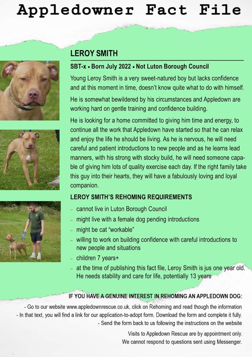 A bit of a bundle of nerves at present, Leroy Smith is looking forward to finding an understanding home in which he can begin to relax.
If you have a genuine interest in adopting an Appledown dog, you will need to complete an application form: appledownrescue.co.uk/rehoming.html

#rescuedogs