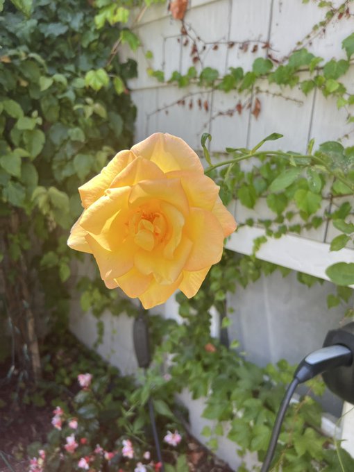 Loving my summer roses https://t.co/gwgreHzE9G<a href="/tag/tiktok"class="tags"><span>#tiktok</span></a>