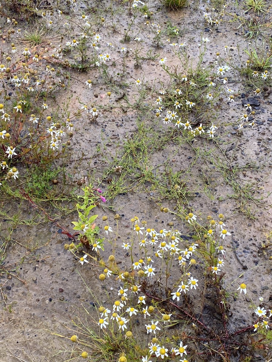 The rarity of pink. This is not Barbie’s world.