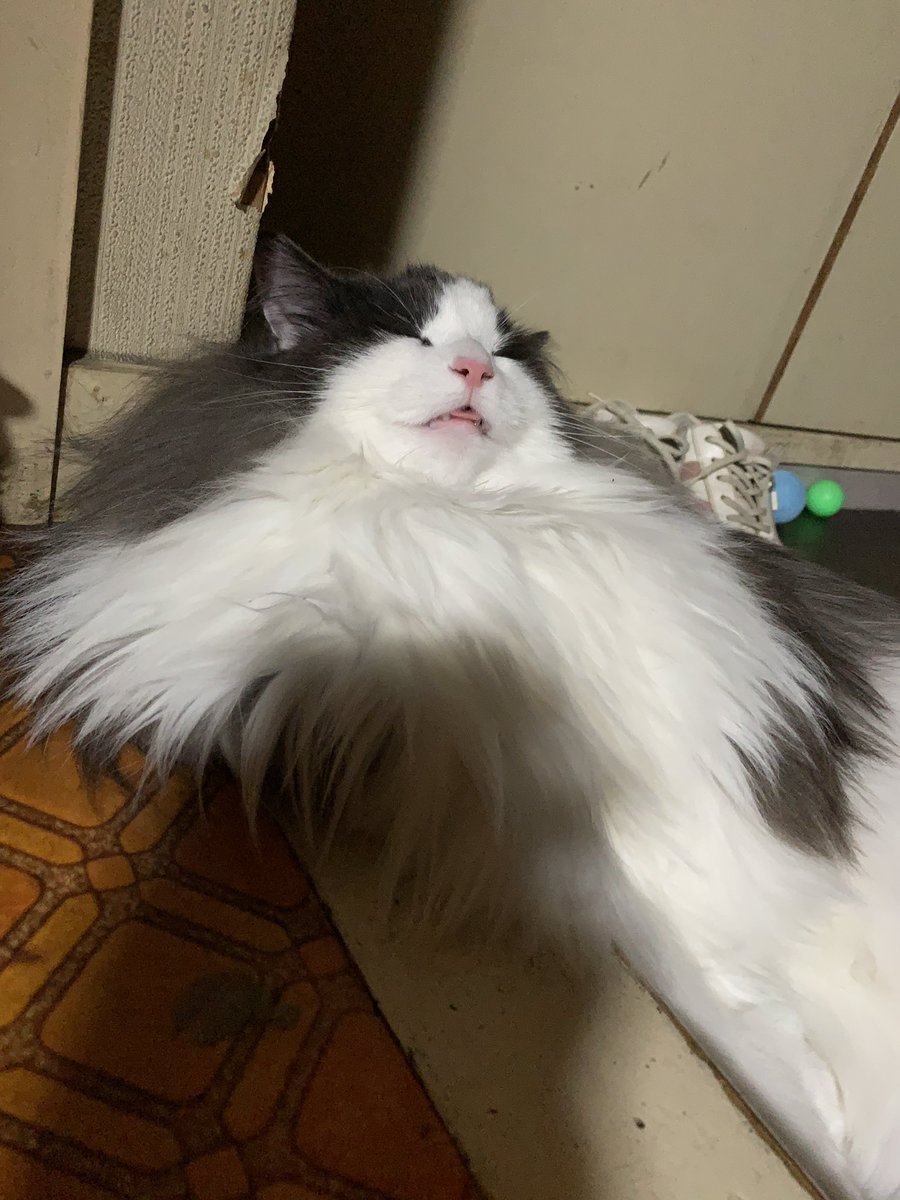 何かしら出てるところが❤️

 #にゃんこ寝顔図鑑