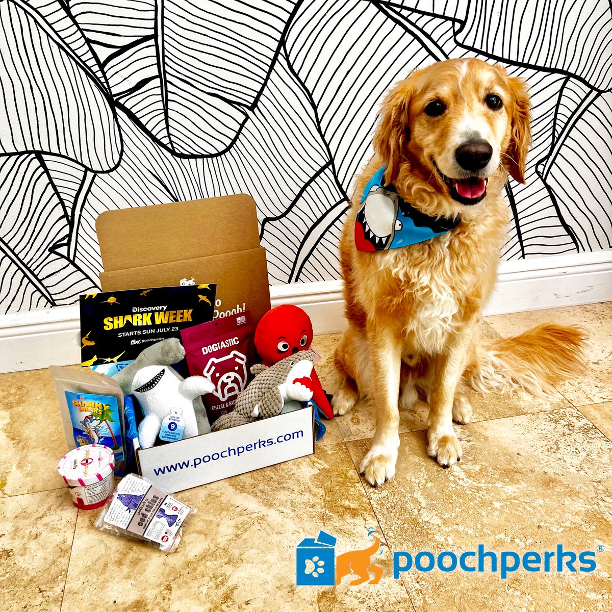 👏🦈It's FINALLY here !!👏🦈 #Sharkweek premieres tonight at 8pm on #Discovery!!! Get the official #Sharkweek themed dog box @ poochperks.com 🦈🐶