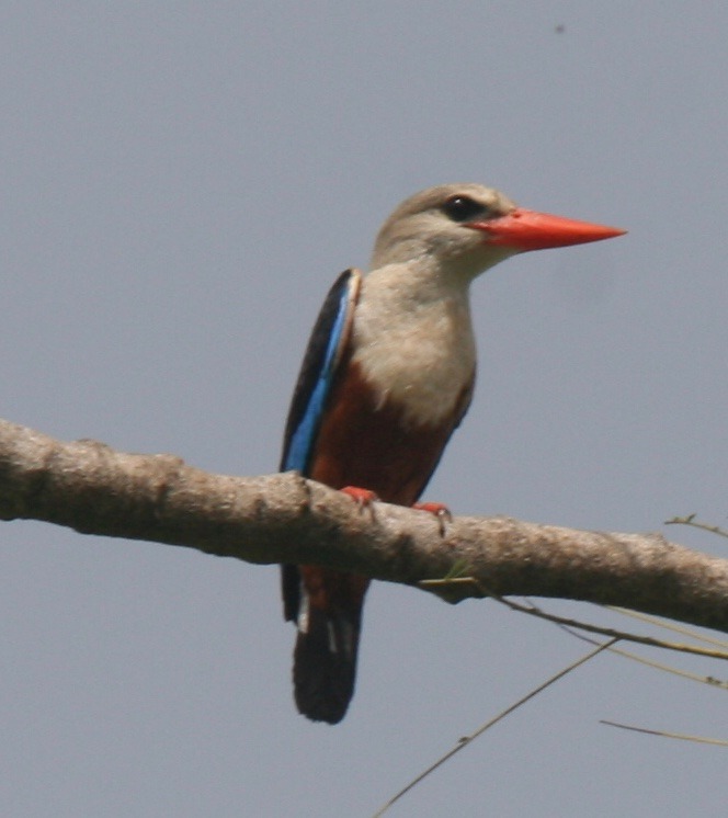 Grey headed Kingfisher 
#twitchstreamer #birdwatching #photography #wildlifephotography #trip #tours #Gambia.