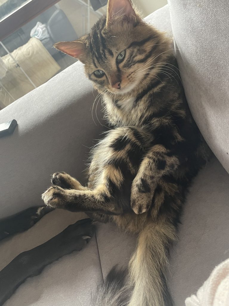 trouveperdu's tweet photo. Chat perdu: Bonjour j’ai perdu mon chat à Brive secteur avenue pierre semard. C’est un mâle répondant au nom de Monkey, nous venons d’aménager il ne connaît donc pas le quartier. Il n’est jamais sorti a l’extérieur de la maison. Au… Aidez ! Partagez ! https://t.co/VJZPb7vKpA https://t.co/J4OfcKch7N