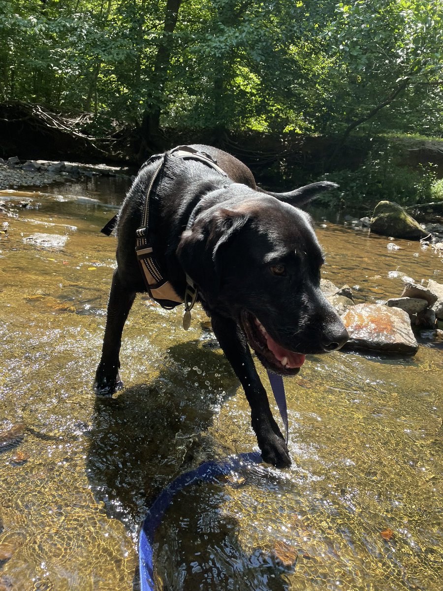 Smudge is enjoying his summer! ☀️💦