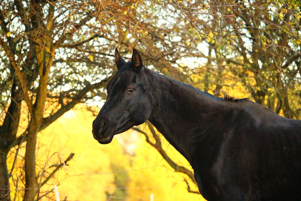 One of the largest horse racing tracks in America is shutting DOWN.

But what does that really mean for the horse racing industry? 

Find out on this week’s #PETAPodcast 🎧 peta.vg/3p35