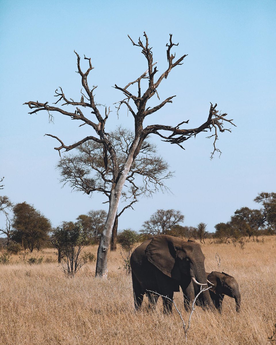Sweet sweet Africa ✨ 

A place that will hold a piece of your heart and have you longing to return….. 

Have you visited the Kruger National Park? Email us at host@homesofafrica.com to enquire about your full day Kruger tour with my.africa.adventures