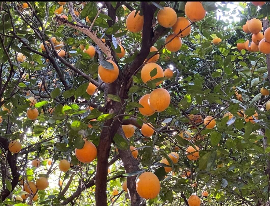 If you are looking for nice juicy oranges be sure to check Legodimo Camphill orchards in Otse.
5Kg: P35.00
7Kg: P50.00
For orders:  72 811 753 
They also offer 10% discount for all bulk purchases.