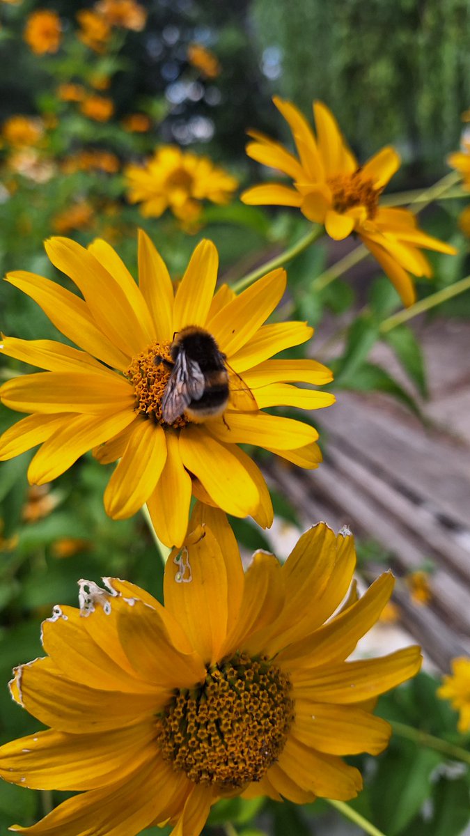 #Flowers #bees #Yellow