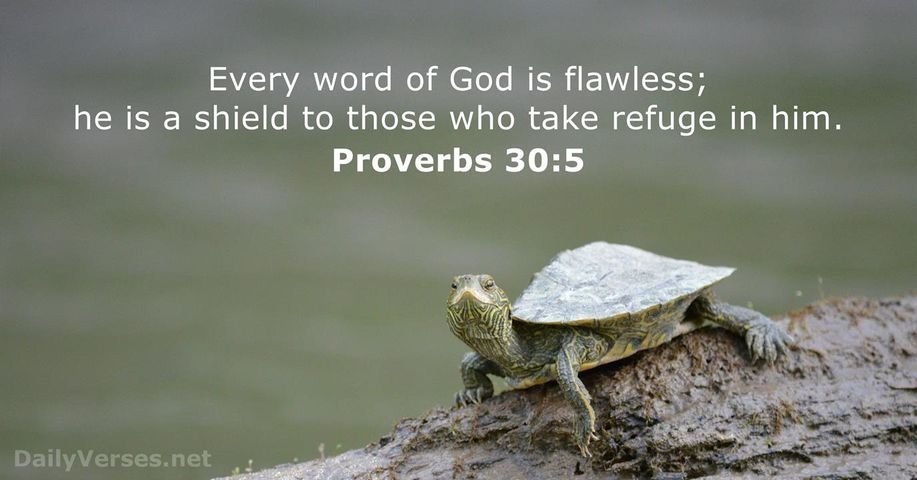 IsoTuula's tweet image. “#EveryWordofGodisflawless; He is a shield to those who #takerefugeinHim.  #Proverbs30_5 NIV