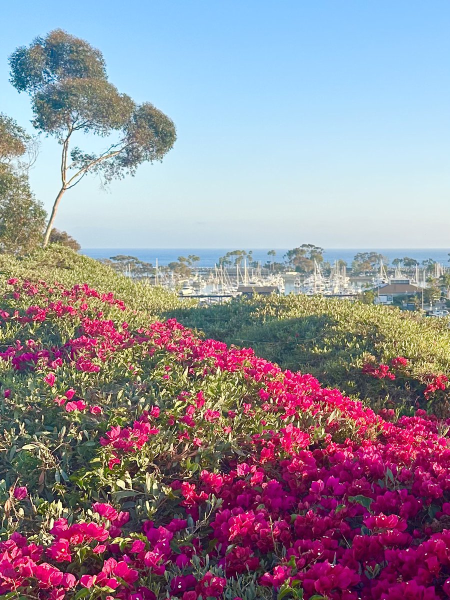 tararmica's tweet photo. Dana Point CA #DPHarbor https://t.co/mn2fISXW58