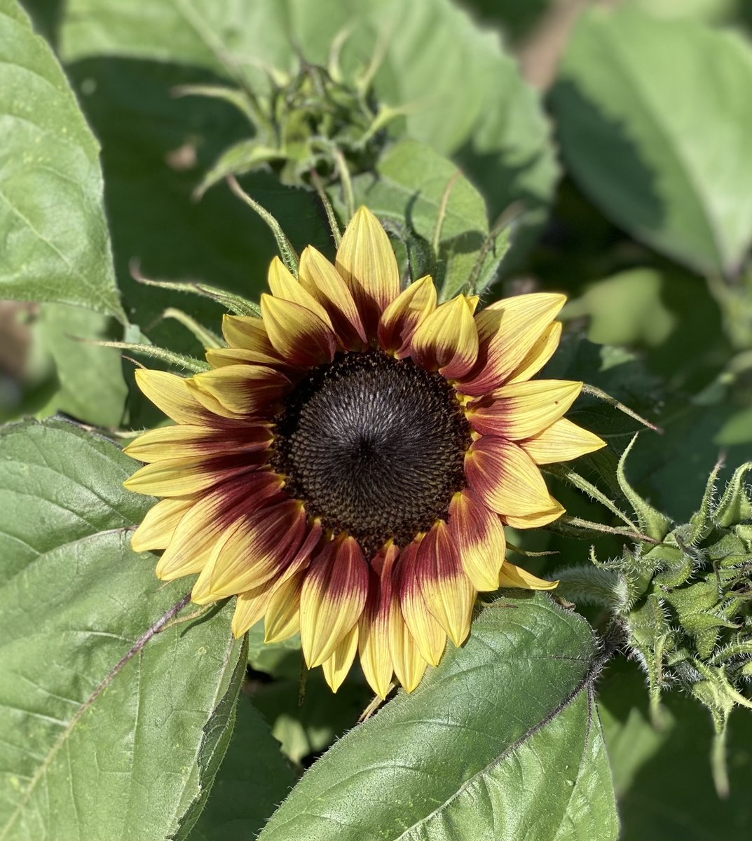 Sunflower Sunday!  #familyfarm #regenerativefarming #californiaagriculture #sunflowers #ernestfarms5 #Califarmer