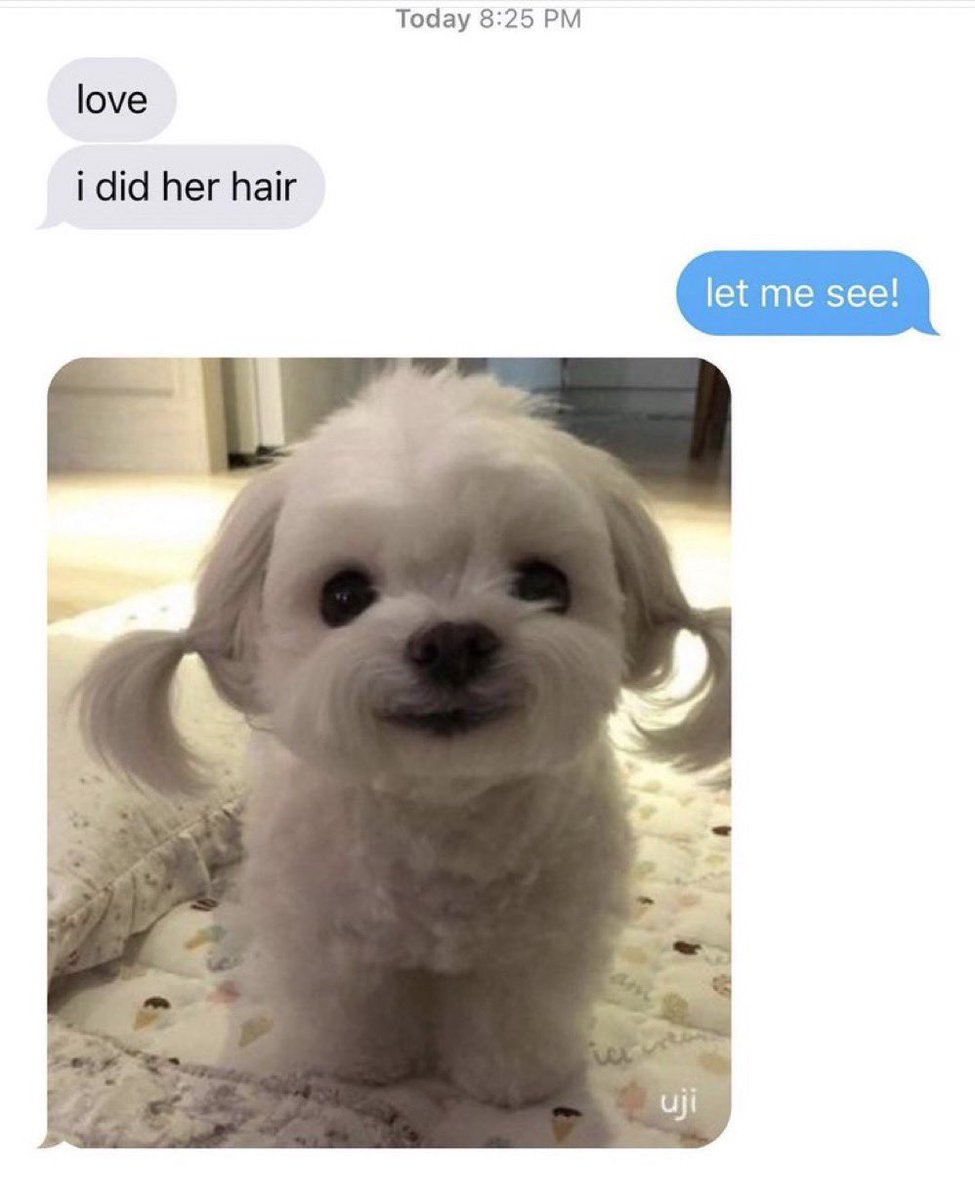 out of context dogs (@contextdogs) on Twitter photo 