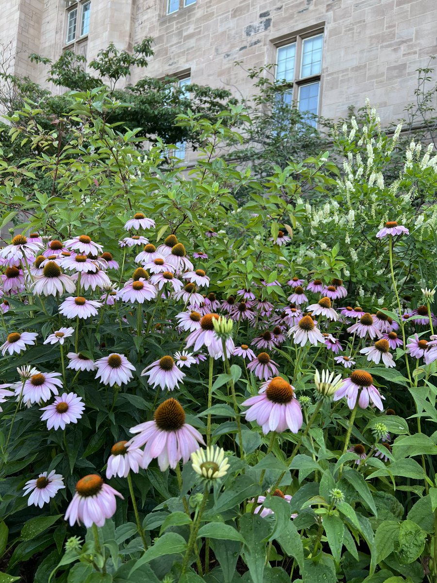 BillingsleyMd's tweet photo. Walked to weekend rounds ⁦@YNHH⁩ ⁦@YaleCancer⁩ and saw these sites in the way.   ❤️summer in New Haven!  #yalesummer ⁦@YaleSurgery⁩ https://t.co/2u6kvuU1I9