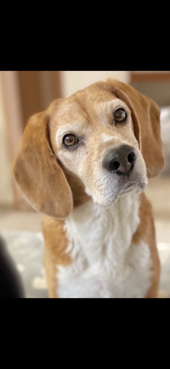 #犬イケメングランプリ

 #ルカくん 
 #beagle 
 #beaglelove 
 #シニア犬