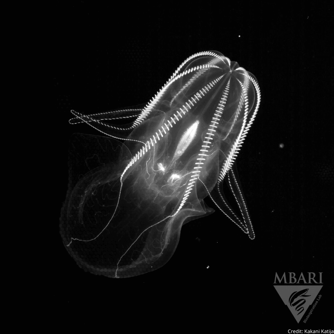 The 2022 #Tech4Wildlife Photo Challenge's stunning winning entry was an exclusive deep-sea photo from the #EyeRIS plenoptic imaging system, shared by @KakaniKatija, @BioinspirLab, and @MBARI_News on Twitter.