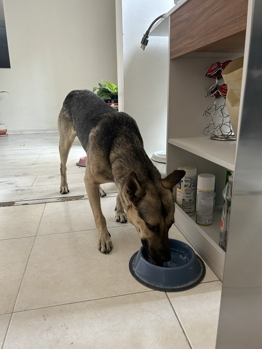 ElPipiriMau's tweet photo. Hola, vecinos de @ColIndependenc1 acabo de encontrar a este cachorro tipo Pastor Alemán entre las calles de Mitla y Serafín Olarte. Me siguió a casa y lo tengo en resguardo. RT hasta encontrar a sus dueños. (CCP @En_Narvarte @VertizNarvarte @Narvarte_ @BJAlcaldia) https://t.co/1LOAfN28tg