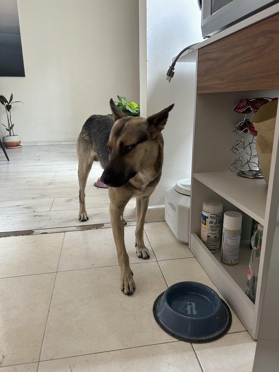 ElPipiriMau's tweet photo. Hola, vecinos de @ColIndependenc1 acabo de encontrar a este cachorro tipo Pastor Alemán entre las calles de Mitla y Serafín Olarte. Me siguió a casa y lo tengo en resguardo. RT hasta encontrar a sus dueños. (CCP @En_Narvarte @VertizNarvarte @Narvarte_ @BJAlcaldia) https://t.co/1LOAfN28tg