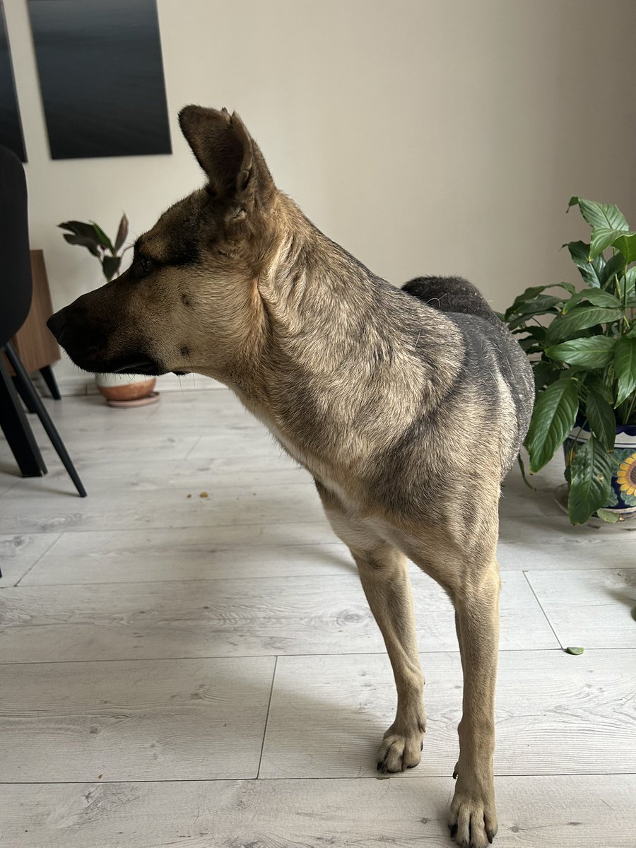 ElPipiriMau's tweet photo. Hola, vecinos de @ColIndependenc1 acabo de encontrar a este cachorro tipo Pastor Alemán entre las calles de Mitla y Serafín Olarte. Me siguió a casa y lo tengo en resguardo. RT hasta encontrar a sus dueños. (CCP @En_Narvarte @VertizNarvarte @Narvarte_ @BJAlcaldia) https://t.co/1LOAfN28tg