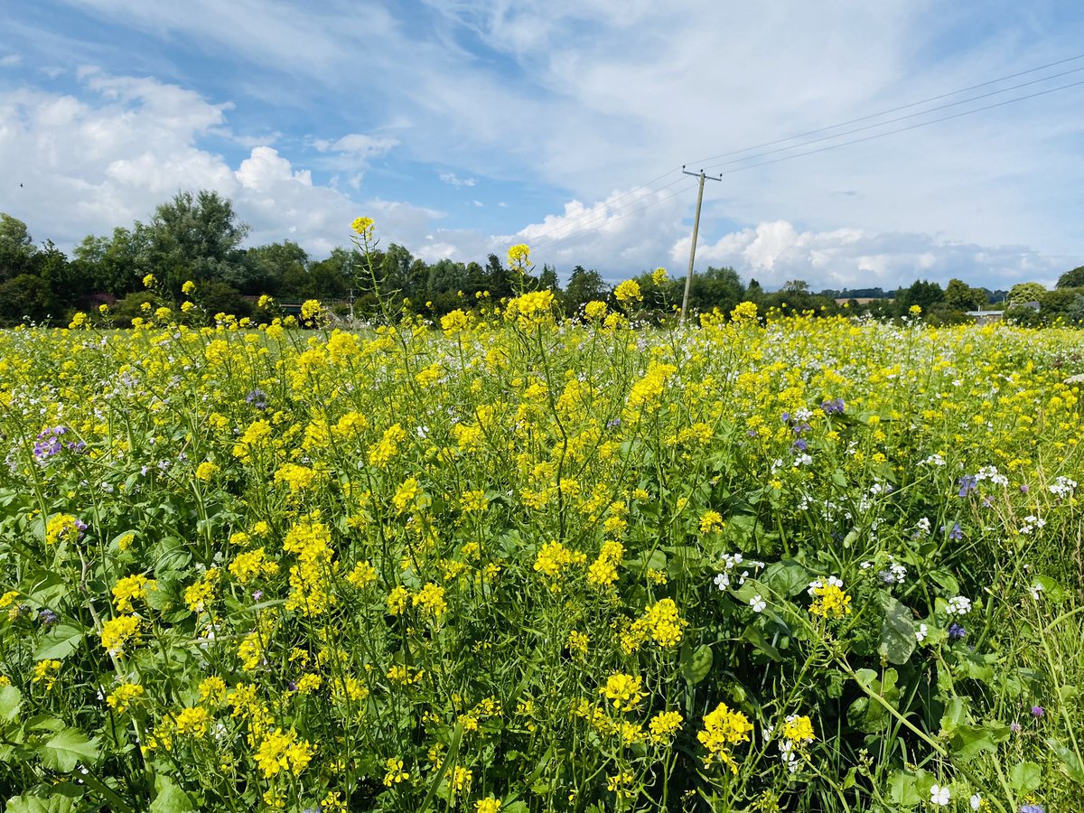 Blodau gwyllt yn y cae tu ôl ein tŷ ni.
Wild flowers surrounding the crops in the field behind our house. It’s a wonderful sight.