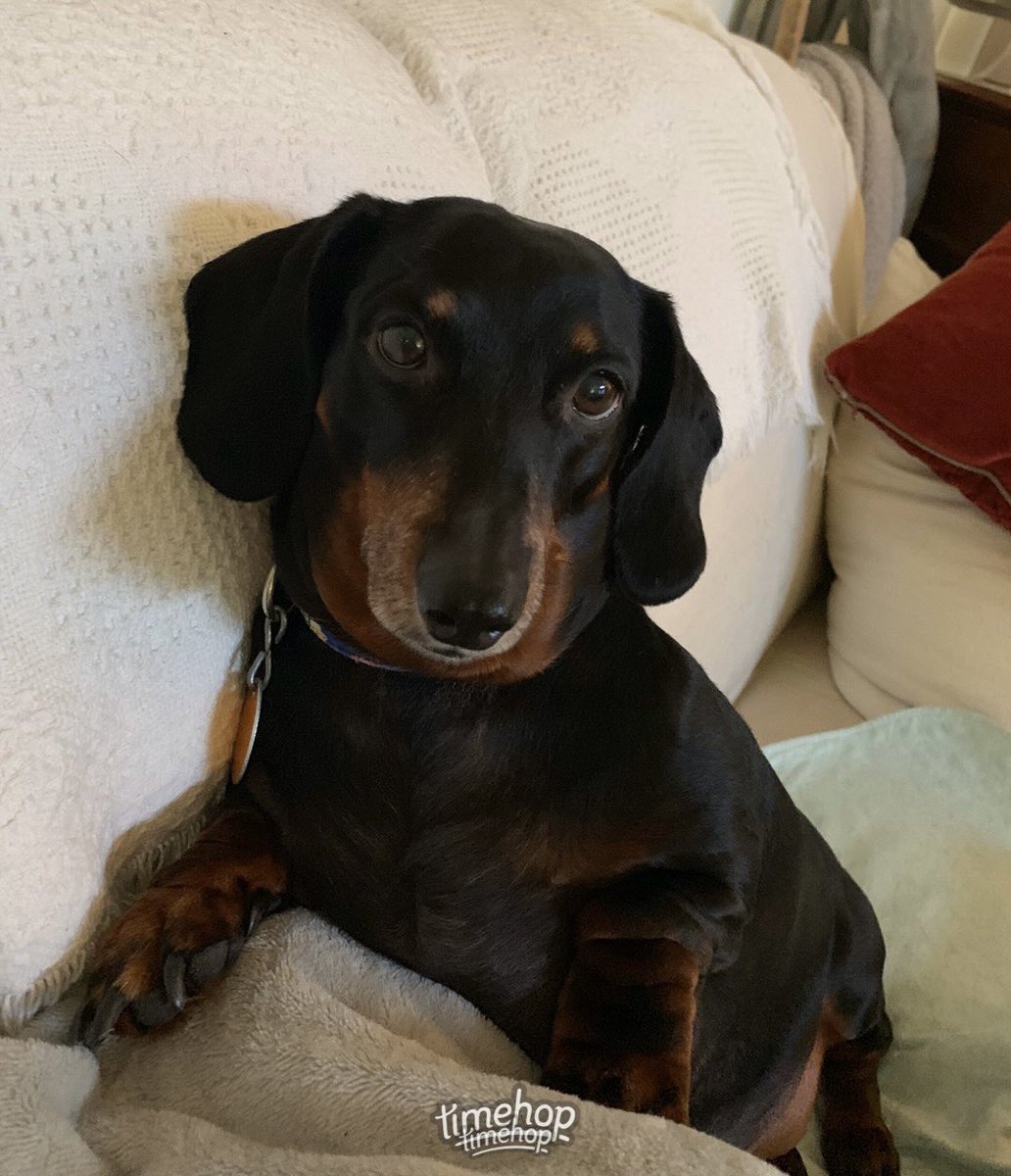 lisag418's tweet photo. @Dalbodog She IS our 3rd child! No better love than a doggie love❤️ https://t.co/sruyBMjIds