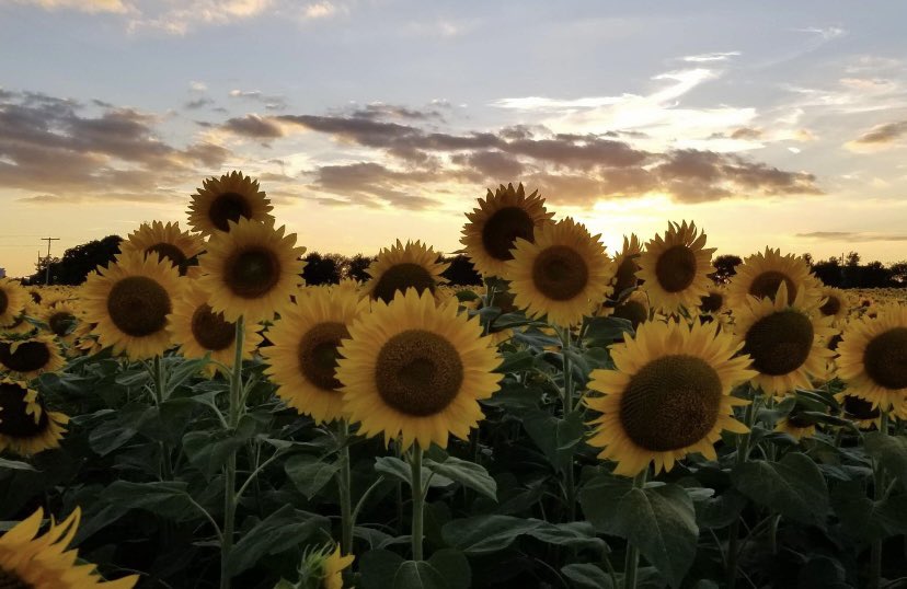 JoannaMWallace's tweet image. The Sunflowers 🌻 at the Kadylack Farm Sunflower walk are about to bloom and we need volunteer Sunflower Ambassadors! Joy, insta worth pics, vol hours and a free pass all come with the job. Let me know if you or anyone you know is interested in signing up. Opens July 28!