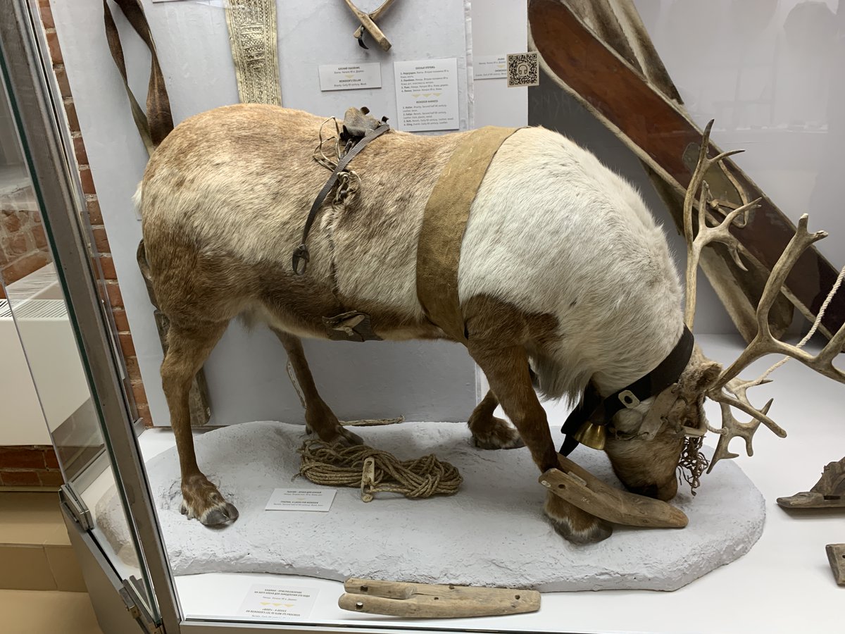 mehmetolmeztr's tweet image. Geyik çobanları / #Reindeers
Sibirya Yerel Tarih Müzesi / Novosibirsk