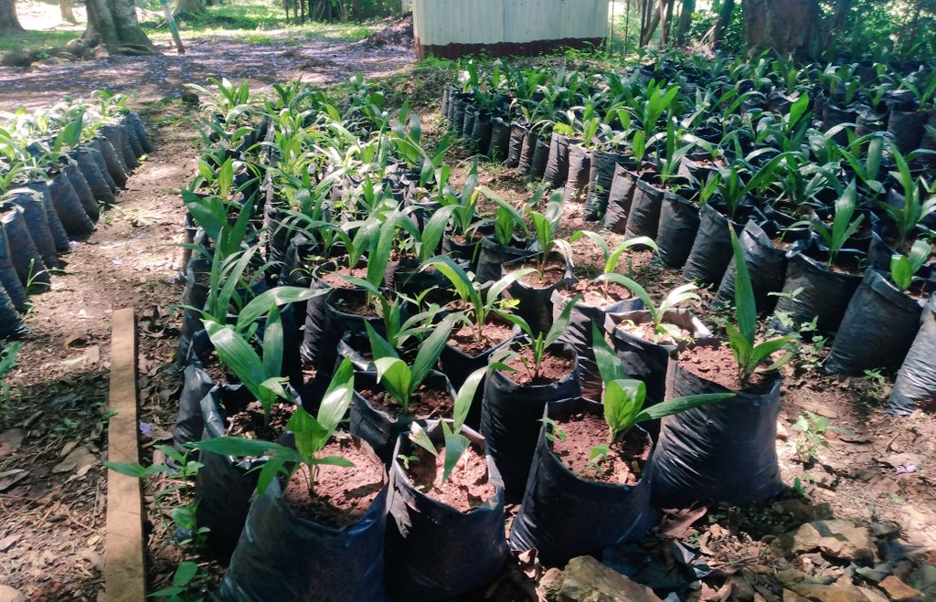 wardamay1's tweet photo. Do we produce enough edible oils to meet our increasing needs?
Why oil palm is the best long- term cash crop to invest in?👇👇
*produces 2 types of oil(palm oil &amp; palm kernel oil)
*Has high industrial value,more than 27
*Has long life span production. https://t.co/SOgmqSUpRE