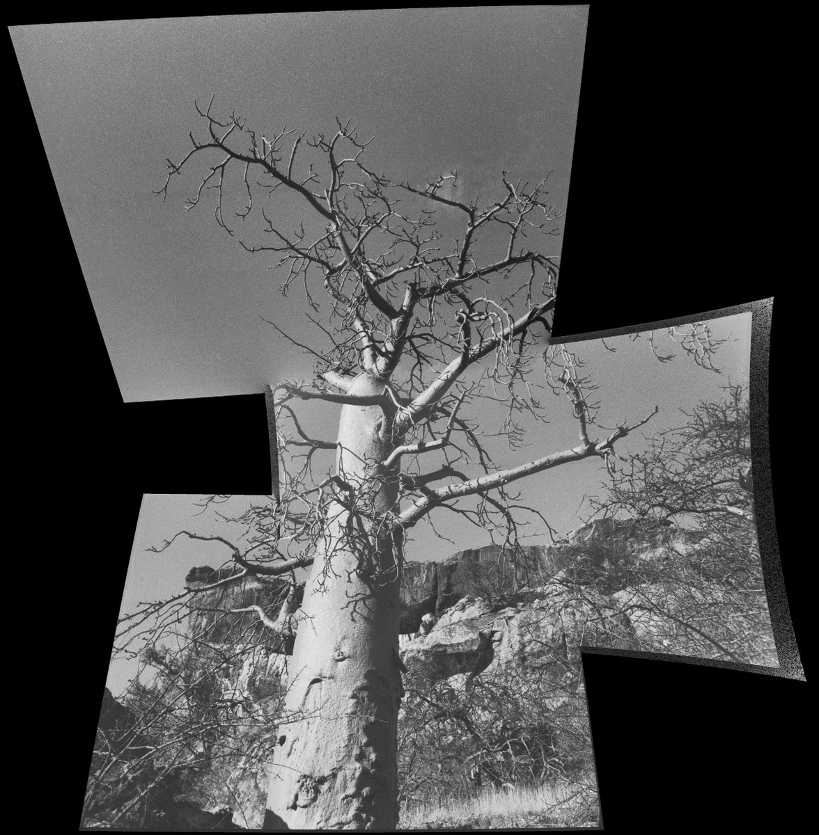 MaeztroML's tweet photo. #Boabab #Triptych
#Mapungubwe, 1993
#Ilford 400 Delta Film https://t.co/bi6BeicE2j