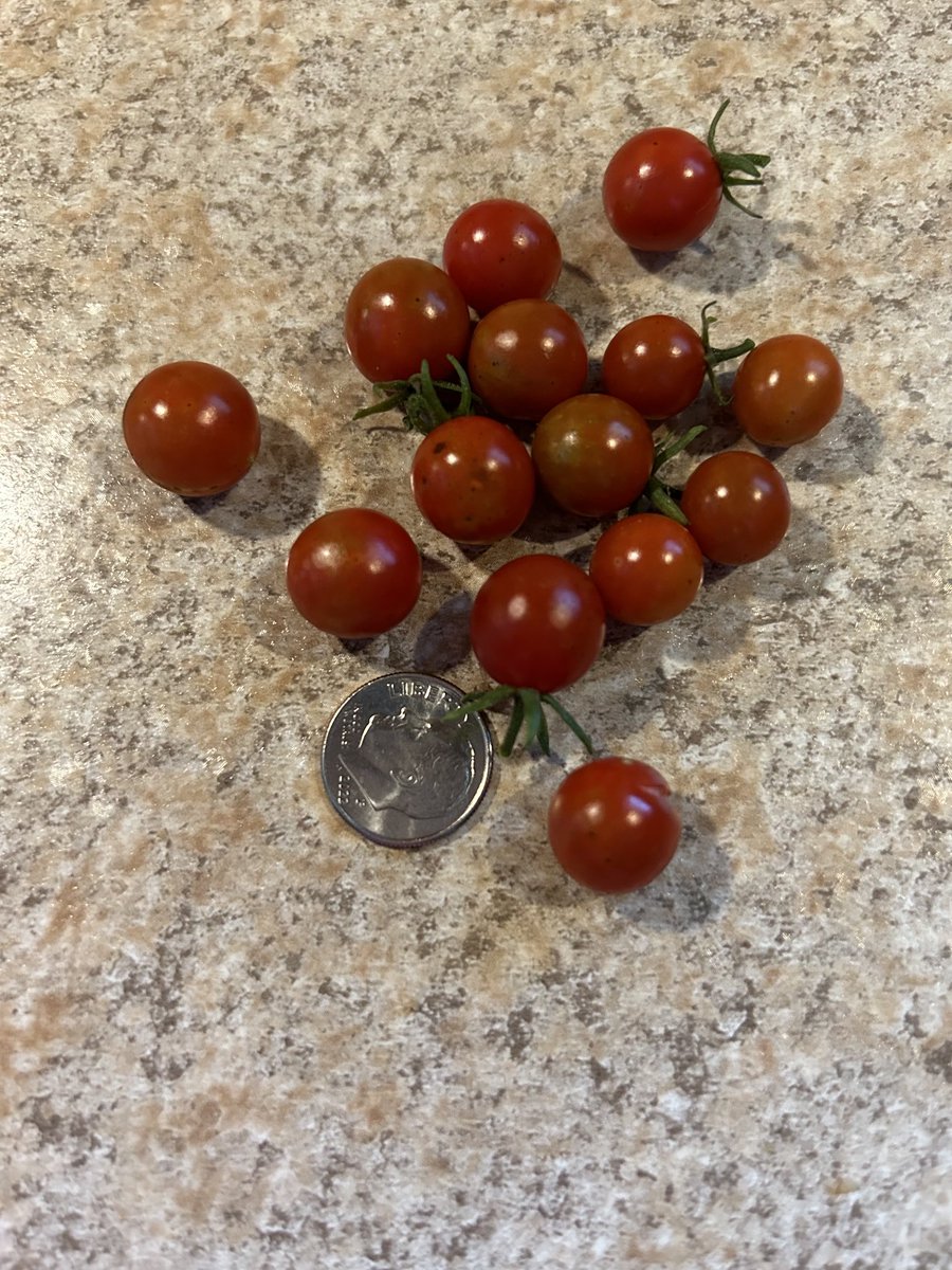 DentonRon's tweet photo. Not sure what I’m doing wrong but these tomatoes are ridiculous! https://t.co/oFPEG2TCPr